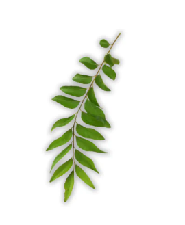 Neem, Curry leaves 1 BAG